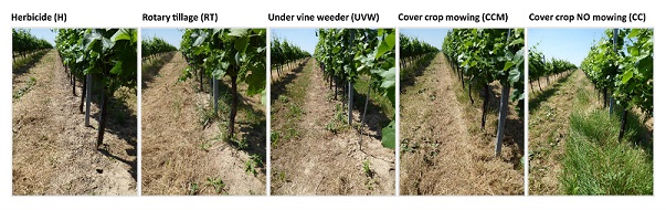 Austria cover crops